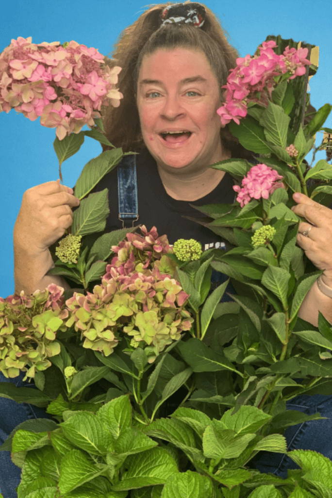 Pink hydrangea flowers with green foliage in front of a cheerful woman holding the plant.