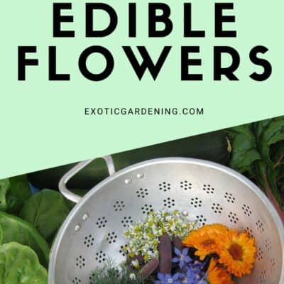 Spicing Up Your Food With Edible Flowers Quick Guide