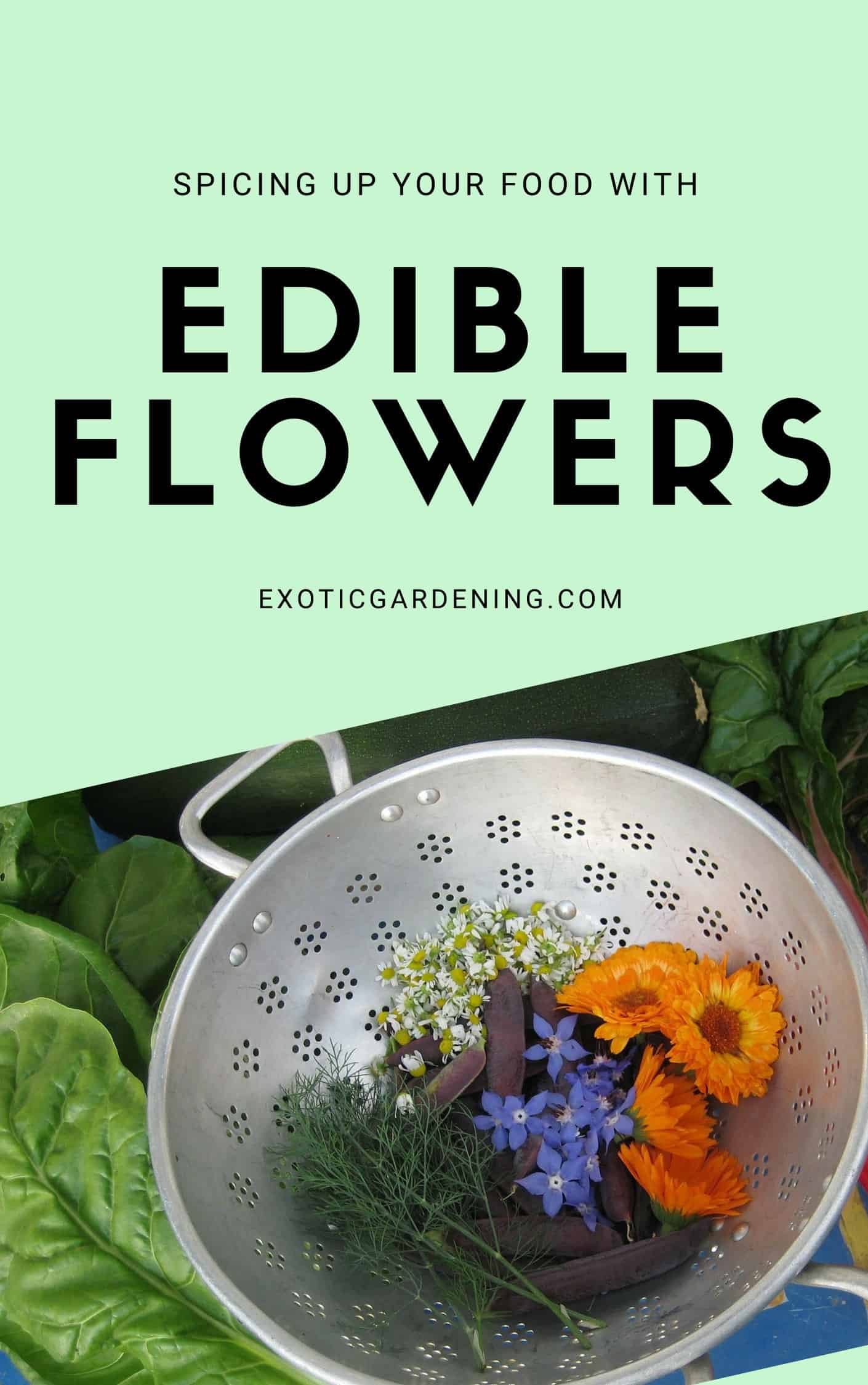 Spicing Up Your Food With Edible Flowers Quick Guide