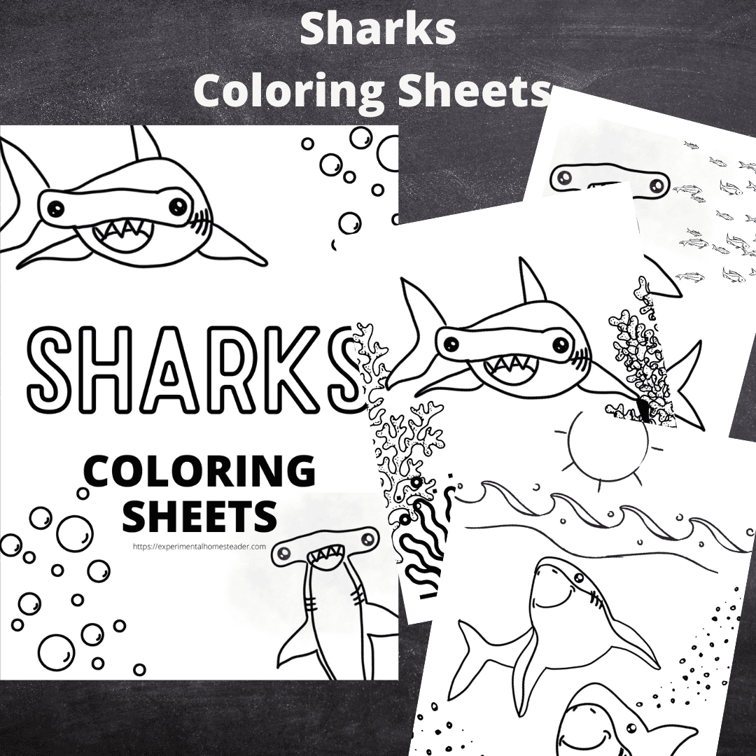 Shark-themed children's coloring sheets for kids and educators, featuring playful shark illustrations.