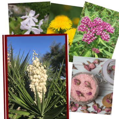 Images of edible and useful plants such as yucca, soapwort, dandelion, milkweed and rose salt with rose buds.