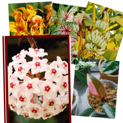 A variety of tropical plants including Hoya, Canna, Banana, Philodendron Pink Princess and Caladium.