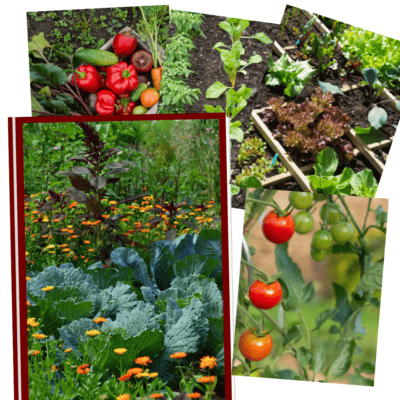 Images show various vegetable plants such as tomatoes, peppers, cabbages and more.
