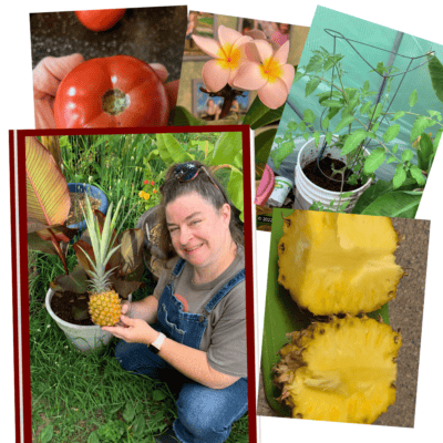 Sheri Ann Richerson holding a pineapple, a pineapple cut open, a tomato, a tomato in a five gallon bucket and a plumeria in bloom.
