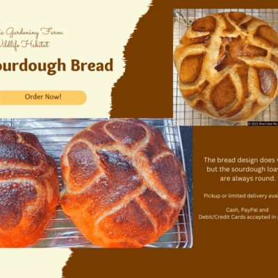 Sourdough bread fresh baked natural sourdough loaves round bread bakery style.