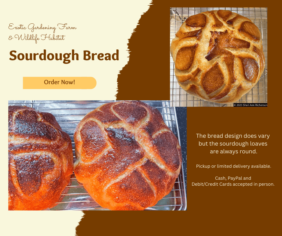 Sourdough bread fresh baked natural sourdough loaves round bread bakery style.