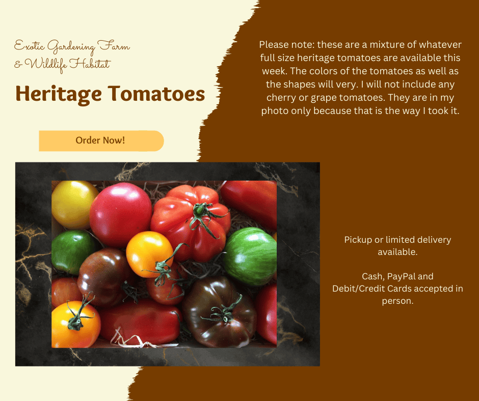 Heritage heirloom tomatoes in various colors and shapes for sustainable gardening.