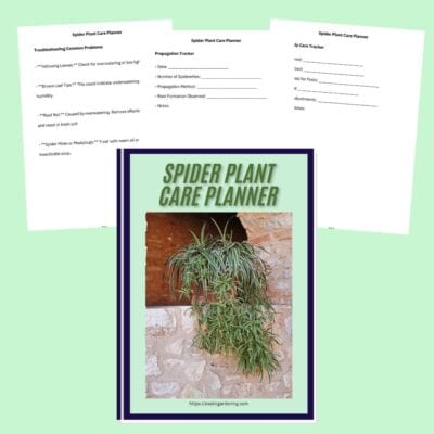Spider plant care planner booklet for optimal spider plant maintenance and pest management.